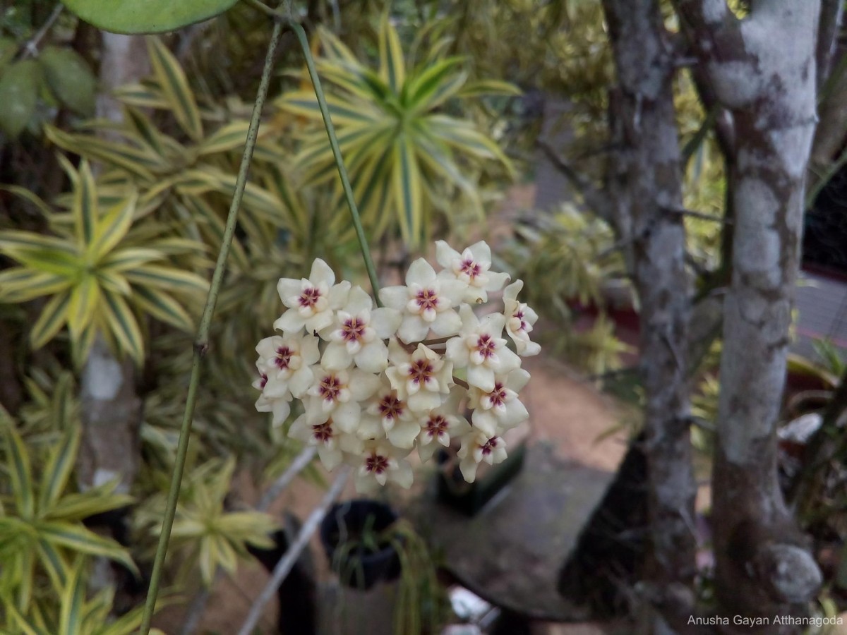 Hoya ovalifolia Wight & Arn.